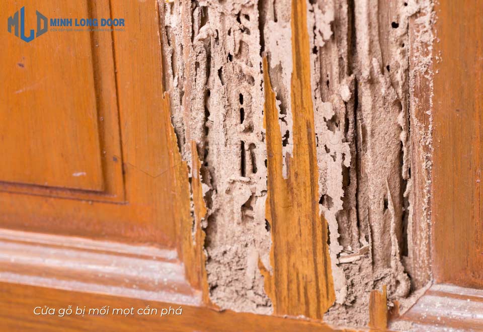 Mẫu cửa gỗ MDF bị mối mọt cắn phá